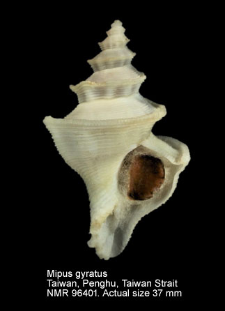 Mipus gyratus (4).jpg - Mipus gyratus (Hind,1844)